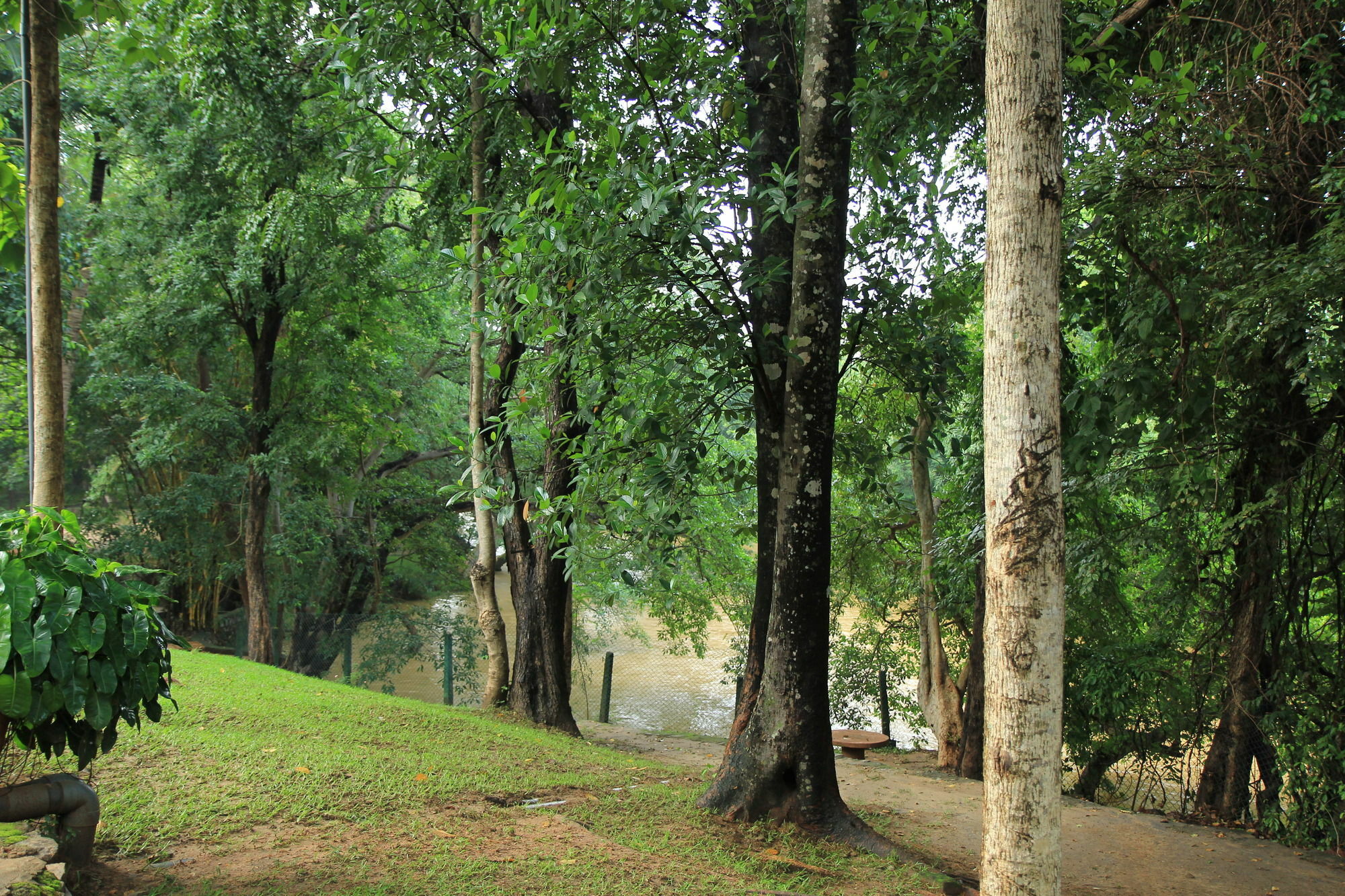 מלון דמבולה Dambulu Oya Family Park מראה חיצוני תמונה